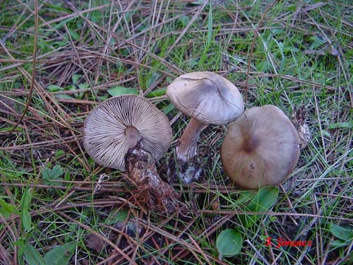 Collybia buthyracea